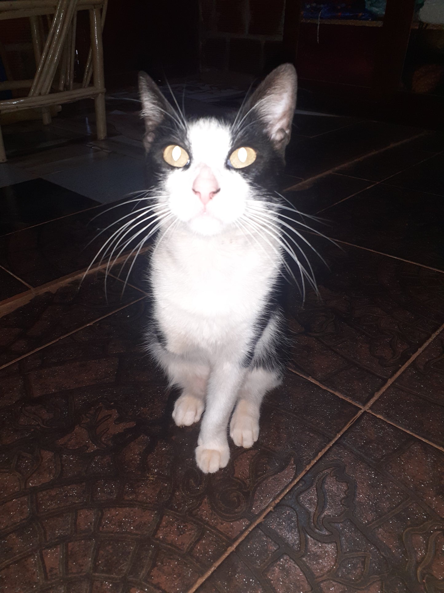 Tom: Un Gato Perfectamente Incompleto